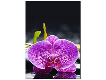 Obraz Orchidea, 50x70 cm - Oobrazy