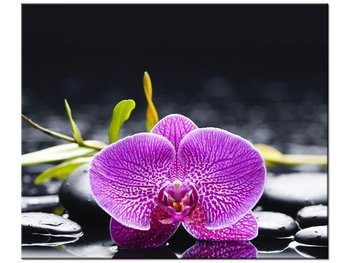 Obraz Orchidea, 60x50 cm - Oobrazy
