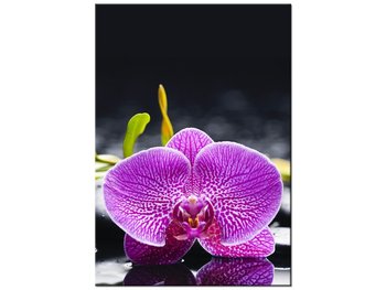Obraz Orchidea, 70x100 cm - Oobrazy