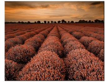 Obraz Oszałamiający krajobraz z lawendą w pomarańczu, 50x40 cm - Oobrazy