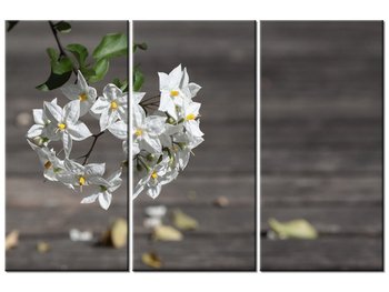 Obraz Owocne kwiaty - Mathias Erhart, 3 elementy, 90x60 cm - Oobrazy