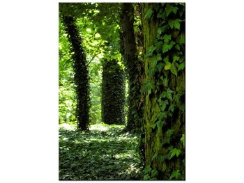 Obraz, Parkowy bluszcz, 50x70 cm - Oobrazy