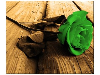 Obraz Piękna róża, 60x50 cm - Oobrazy