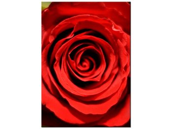 Obraz Piękna rozkwitająca róża, 50x70 cm - Oobrazy