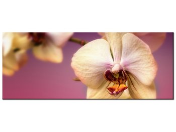 Obraz Piękne kwiatki, 100x40 cm - Oobrazy