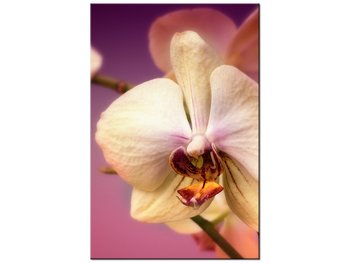 Obraz Piękne kwiatki, 60x90 cm - Oobrazy