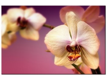 Obraz Piękne kwiatki, 90x60 cm - Oobrazy