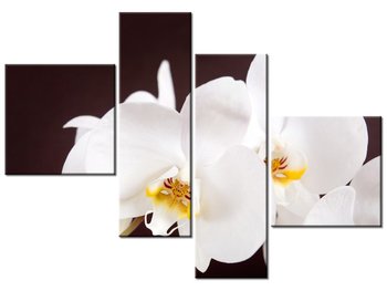 Obraz Piękny storczyk, 4 elementy, 100x70 cm - Oobrazy
