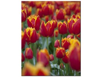 Obraz Pierzaste tulipany - Nina Matthews, 40x50 cm - Oobrazy