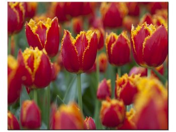 Obraz Pierzaste tulipany - Nina Matthews, 50x40 cm - Oobrazy