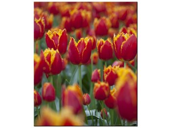 Obraz Pierzaste tulipany - Nina Matthews, 50x60 cm - Oobrazy