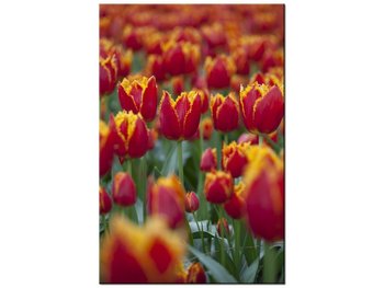 Obraz Pierzaste tulipany - Nina Matthews, 60x90 cm - Oobrazy