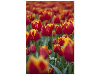 Obraz Pierzaste tulipany - Nina Matthews, 80x120 cm - Oobrazy