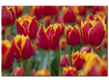 Obraz Pierzaste tulipany - Nina Matthews, 90x60 cm - Oobrazy