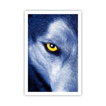 Obraz - Plakat - Hipnotyzujące spojrzenie - 61x91cm - Zwierzęta Wilk Oczy - Foto Plakaty na ścianę bez ramy - Plakat do Salonu Sypialni ARTTOR - ARTTOR