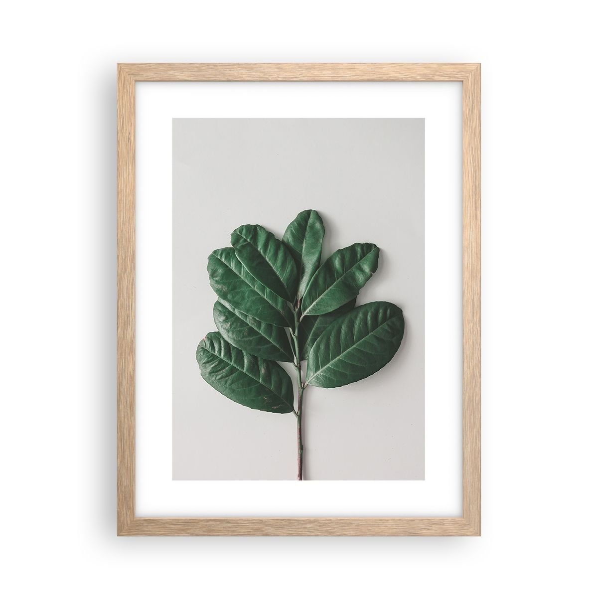 Dab Rysunek Obraz - Plakat - Rysunek samej natury - 30x40cm - Liście Roślina Natura ...