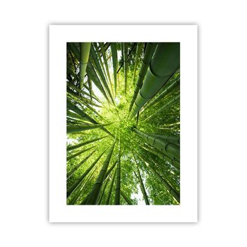 Obraz - Plakat - W bambusowym gaju - 30x40cm - Las Bambusowy Dżungla Bambus - Foto Plakaty na ścianę bez ramy - Plakat do Salonu Sypialni ARTTOR - ARTTOR