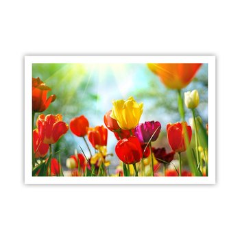 Obraz - Plakat - Wszystkie barwy słońca - 91x61cm - Tulipany Kwiaty Łąka - Foto Plakaty na ścianę bez ramy - Plakat do Salonu Sypialni ARTTOR - ARTTOR