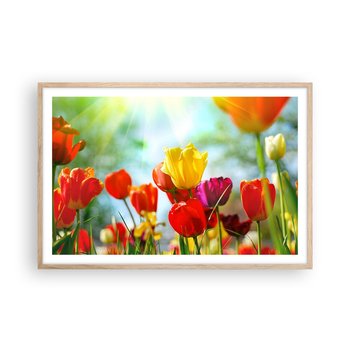 Obraz - Plakat - Wszystkie barwy słońca - 91x61cm - Tulipany Kwiaty Łąka - Foto Plakaty na ścianę w ramie jasny dąb - Plakat do Salonu Sypialni ARTTOR - ARTTOR
