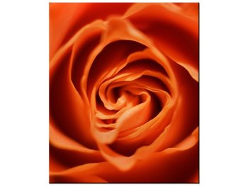 Obraz Płatki róży herbacianej, 50x60 cm - Oobrazy