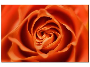 Obraz Płatki róży herbacianej, 90x60 cm - Oobrazy