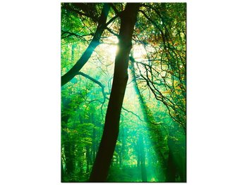 Obraz Promienie słoneczne wśród drzew - Pawel Pacholec, 70x100 cm - Oobrazy