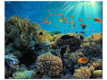 Obraz Rafa koralowa, 50x40 cm - Oobrazy