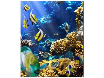 Obraz Rafa koralowa, 50x60 cm - Oobrazy