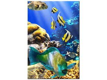 Obraz Rafa koralowa, 80x120 cm - Oobrazy