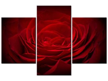 Obraz Róża dla ukochanej, 3 elementy, 90x60 cm - Oobrazy