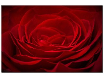Obraz Róża dla ukochanej, 30x20 cm - Oobrazy