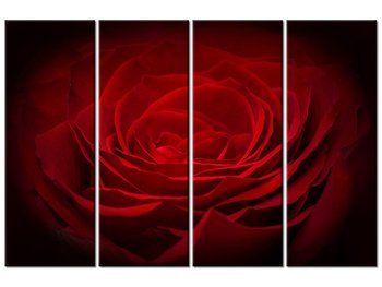 Obraz Róża dla ukochanej, 4 elementy, 120x80 cm - Oobrazy