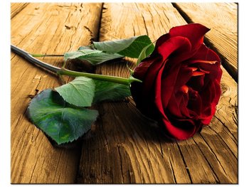 Obraz Róża dla ukochanej, 50x40 cm - Oobrazy