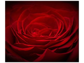 Obraz Róża dla ukochanej, 60x50 cm - Oobrazy