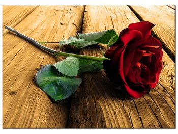 Obraz Róża dla ukochanej, 70x50 cm - Oobrazy