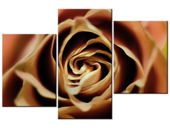 Obraz Róza herbaciana, 3 elementy, 90x60 cm - Oobrazy