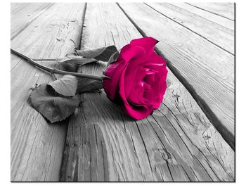 Obraz Róża na moście, 50x40 cm - Oobrazy