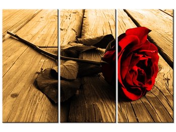 Obraz, Róża w sepii, 3 elementy, 90x60 cm - Oobrazy
