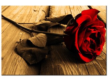 Obraz Róża w sepii, 30x20 cm - Oobrazy