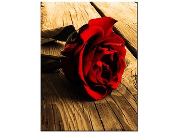 Obraz, Róża w sepii, 30x40 cm - Oobrazy