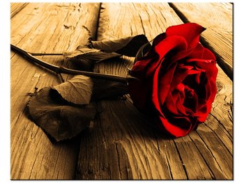 Obraz Róża w sepii, 50x40 cm - Oobrazy