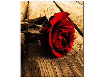 Obraz Róża w sepii, 50x60 cm - Oobrazy
