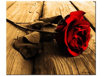 Obraz, Róża w sepii, 60x50 cm - Oobrazy