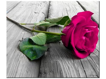 Obraz Różowa róża na moście, 60x50 cm - Oobrazy