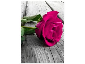 Obraz Różowa róża na moście, 70x100 cm - Oobrazy