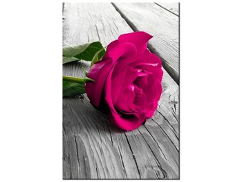 Obraz Różowa róża na moście, 80x120 cm - Oobrazy