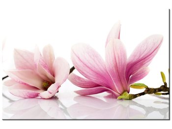 Obraz, Różowe magnolie, 120x80 cm - Oobrazy