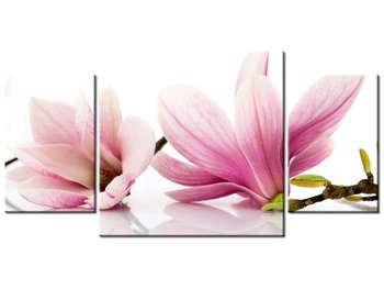 Obraz, Różowe magnolie, 3 elementy, 80x40 cm - Oobrazy