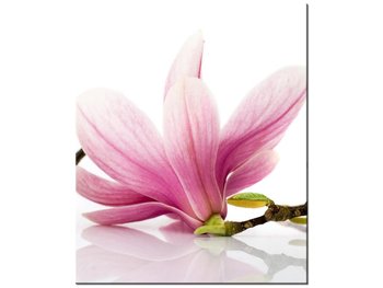 Obraz Różowe magnolie, 50x60 cm - Oobrazy