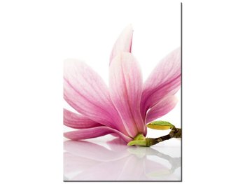Obraz Różowe magnolie, 80x120 cm - Oobrazy